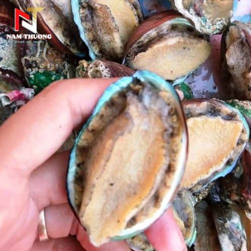 Bào ngư size 12 tươi ngon chuẩn kích thước