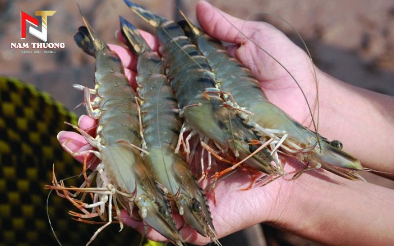 Cách chọn tôm sú ngon, tươi sạch