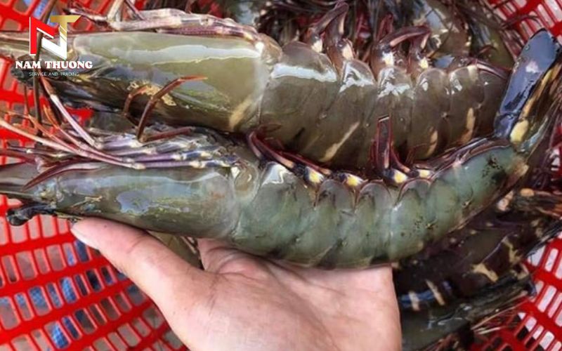 chọn tôm sú ngon chuẩn vị