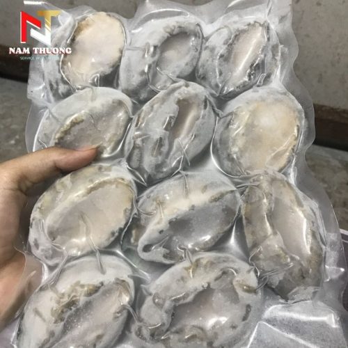 Bào ngư size 10 kích thước chuẩn