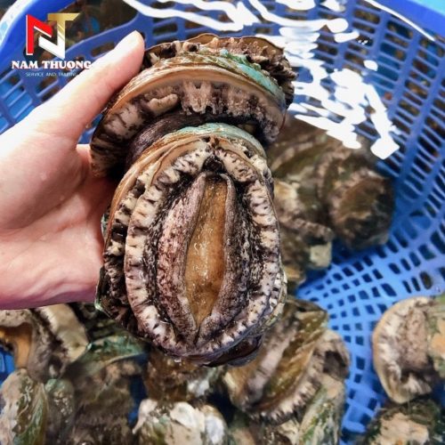 Bào ngư size 10 tươi ngon