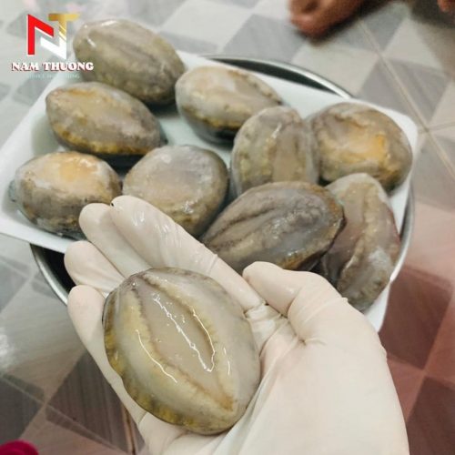 Bào ngư size 20 giá tốt nhất