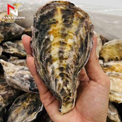 Hàu Nhật tươi ngon