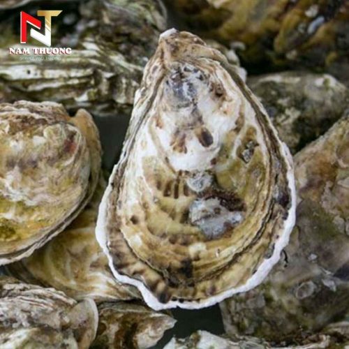 Hàu Nhật chất lượng cao
