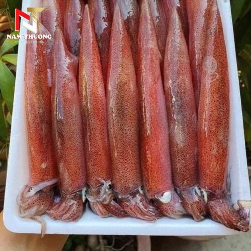 Mực ghim 12upA Phan Thiết tươi ngon