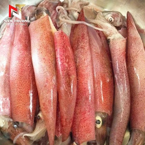 Mực ghim 12upB Phan Thiết tươi ngon