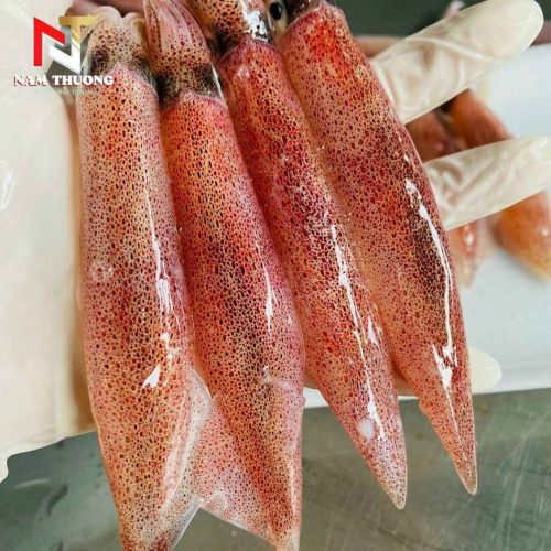 Mực ghim 12upB Phan Thiết thịt ngọt tự nhiên
