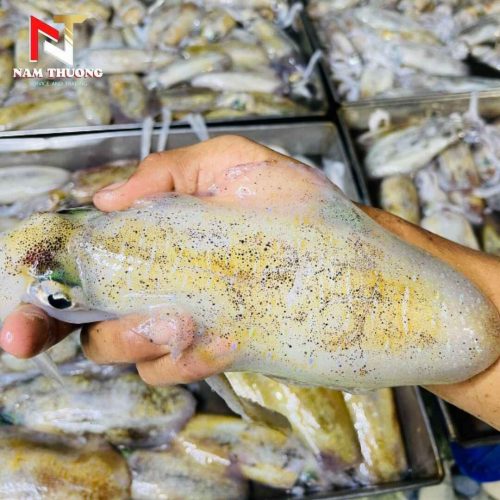 Mực lá size 500-600g chất lượng tại Nam Thương
