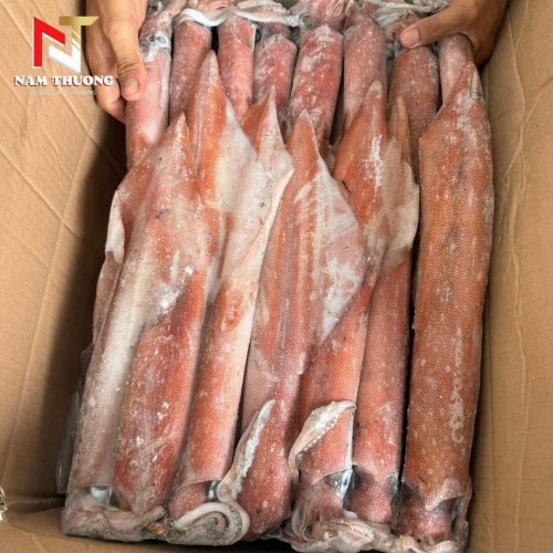 Mực ống số 2 / mặt trời chất lượng