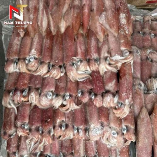 Mực ống số 2 / mặt trời tươi sống