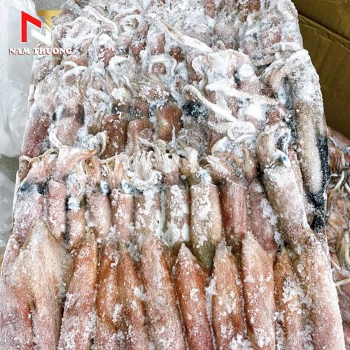 Mực ống số 6 / mặt trời xanh tươi ngon