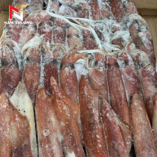 Mực ống số 6 / mặt trời xanh chất lượng