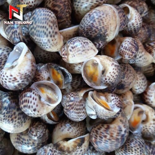 Ốc bông size 150-200 chất lượng
