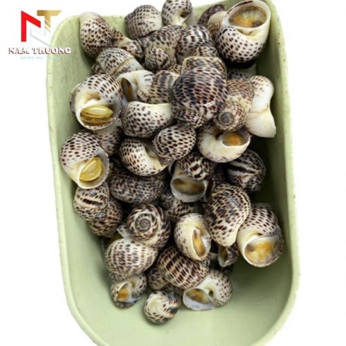 Ốc bông size 150-200 giá tốt nhất