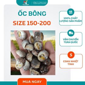 Ốc bông size 150-200 tại Nam Thương