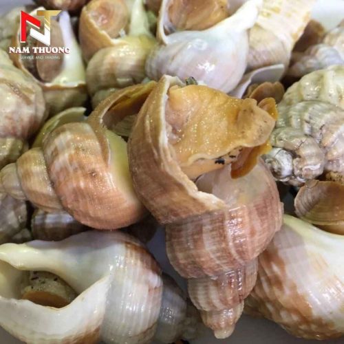 Ốc bulot 20-30 tươi ngon