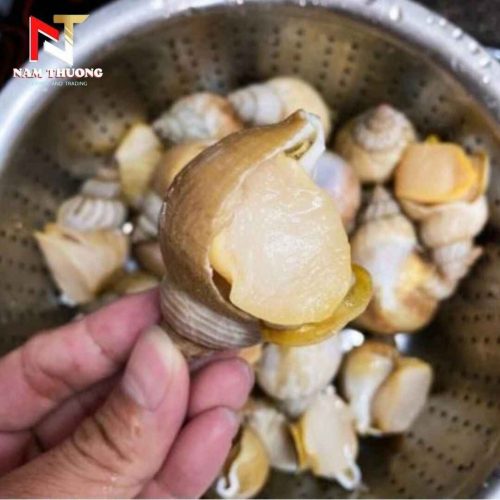 Ốc bulot 20-30 chất lượng tại Nam Thương