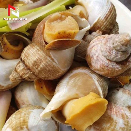 Món ăn ngon từ Ốc bulot 20-30