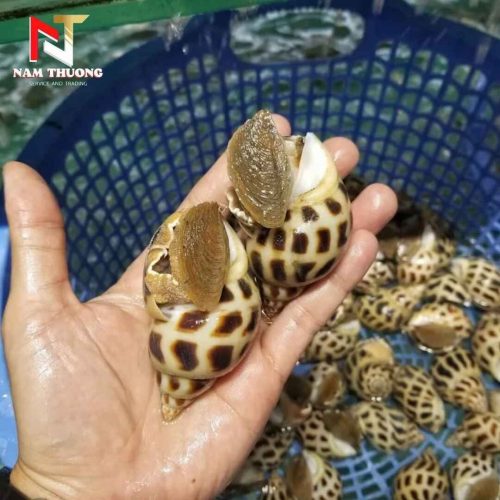 Ốc hương quế 20-30 tươi ngon giá tốt