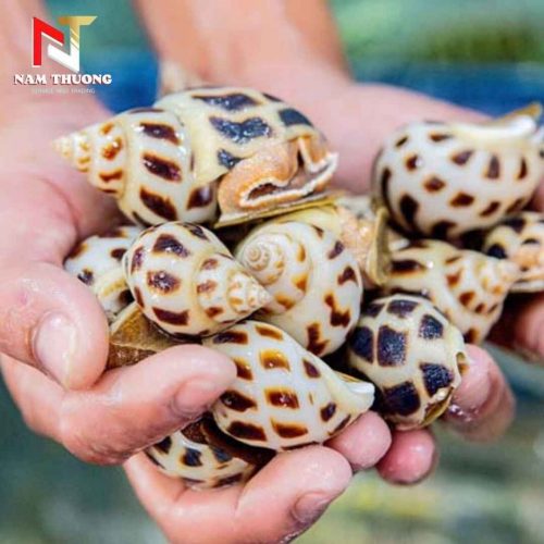 Ốc hương quế 20-30 chất lượng cao