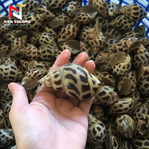 Ốc hương quế 30-50 chất lượng cao