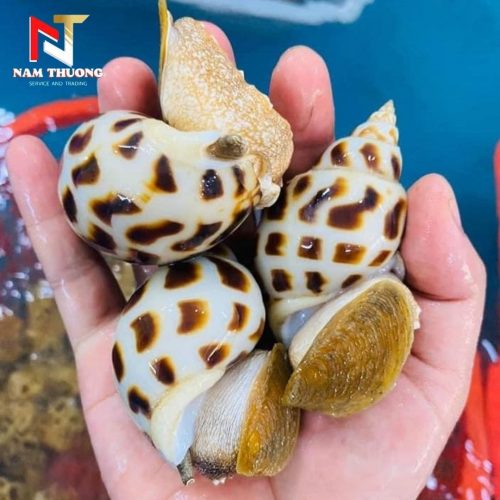Ốc hương quế 30-50 tươi ngon
