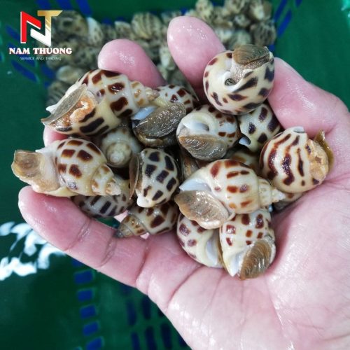 Ốc hương quế 50-80 tươi ngon tại Nam Thương