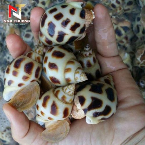 Ốc hương quế 50-80 đủ size