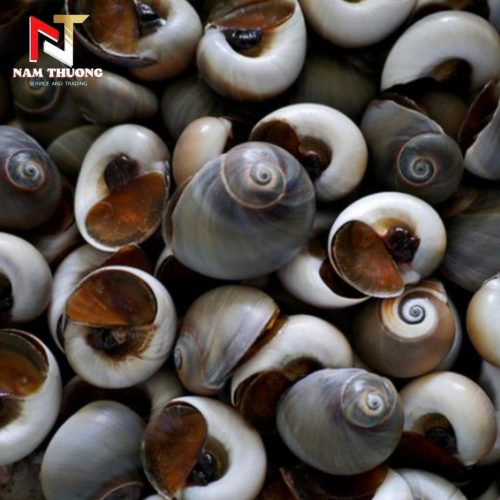 Ốc mỡ size 80-100 tươi ngon