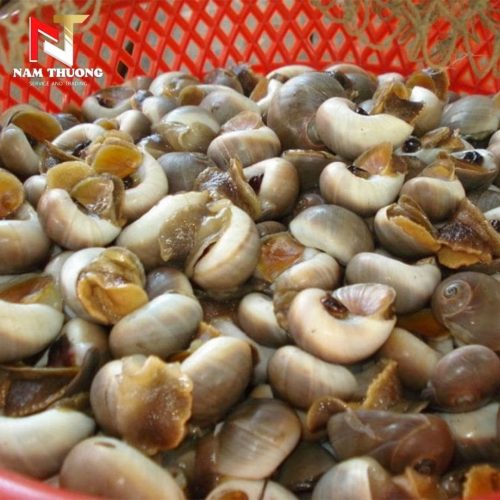 Ốc mỡ size 80-100 chất lượng cao