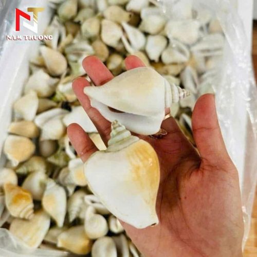 ốc nhảy size 20-40 chất lượng