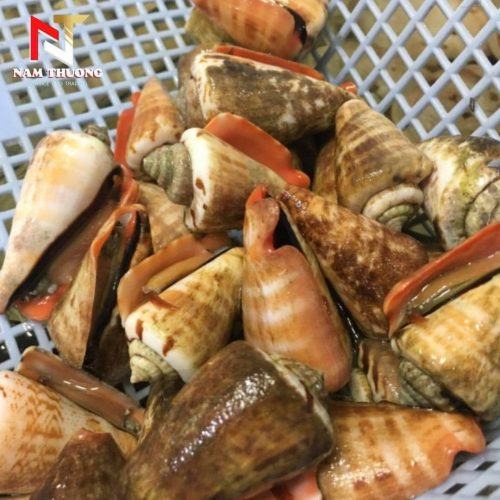 Ốc nhảy size 20-40 tươi ngon