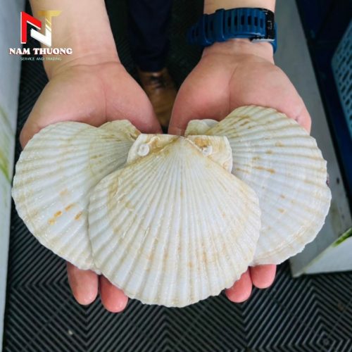 Sò điệp Nhật tươi ngon