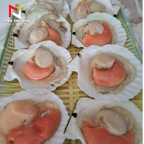 Sò điệp Nhật chất lượng giá tốt
