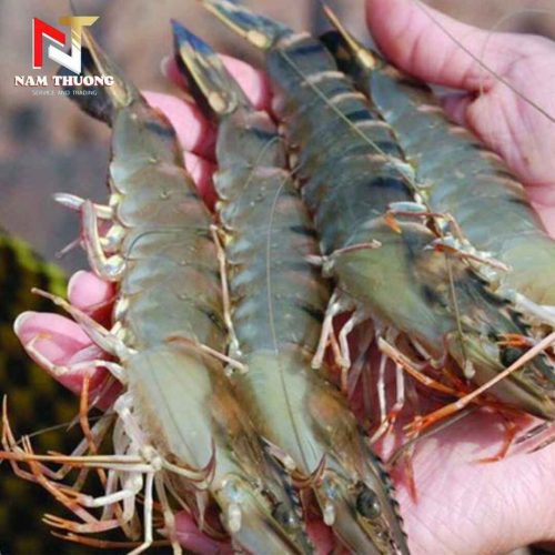 Tôm 10C giá tốt nhất thị trường