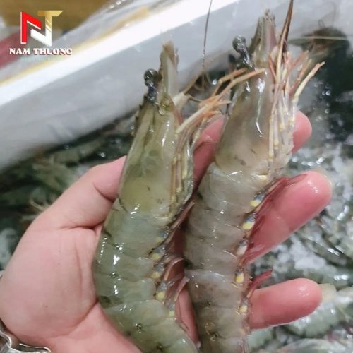 Tôm 12C tươi ngon