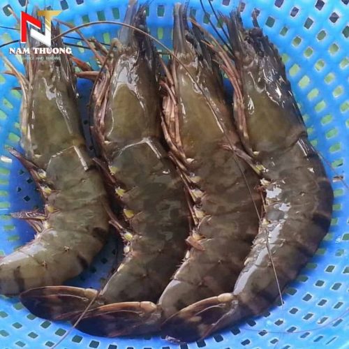 Tôm 15C hấp dẫn giá tốt nhất
