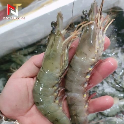 Tôm sú quảng canh 20C
