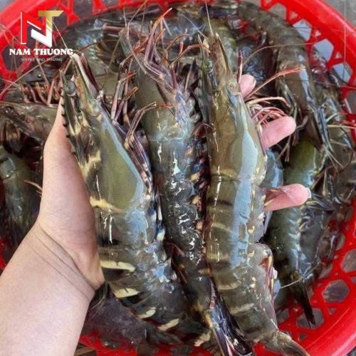 Tôm sú quảng canh 25C giá tốt nhất