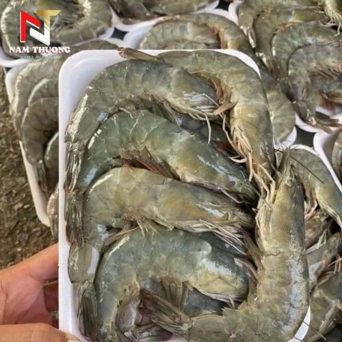 Tôm sú quảng canh 25C tươi ngon