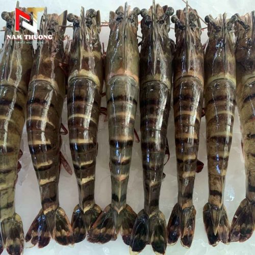 Tôm 8C chất lượng cao