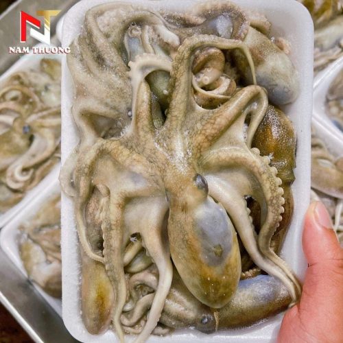 Tuộc cấp rời size 15-25 chất lượng