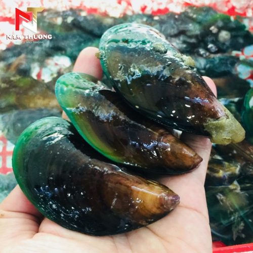Vẹm xanh tươi ngon